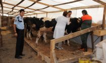 Çorlu'da Canlı Hayvan Pazarında Kurbanlıklar Satışa Sunuldu